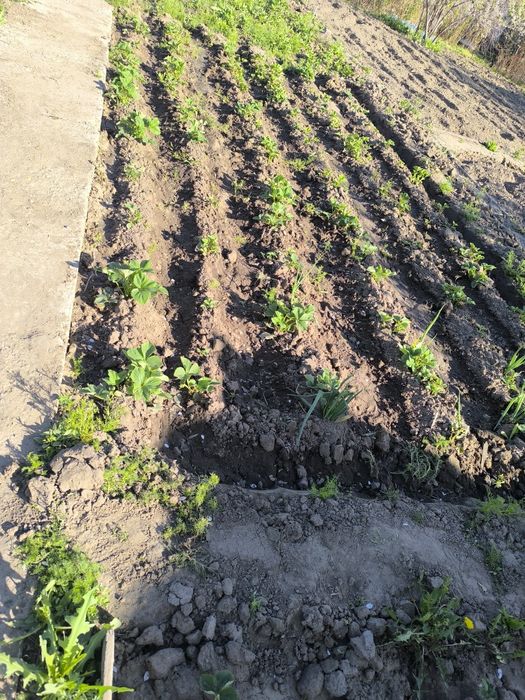 Продам дачный участок