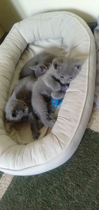 Замечательные котята РУССКОЙ ГОЛУБОЙ
