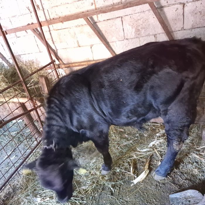 Vițel taur angus