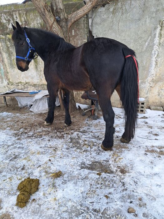 Vand schimb cal de 8 pe 9 ani