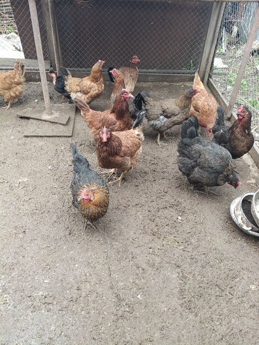 Продам домашних молодых курей
