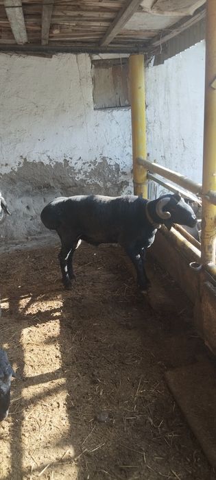 Куйлар. сотилади