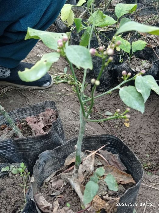 Лимон кучатлар бор 3 йиллик