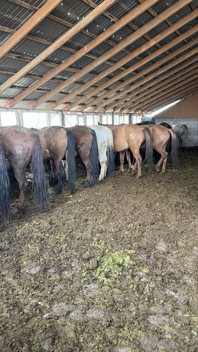 Жемделген биелер стыладв