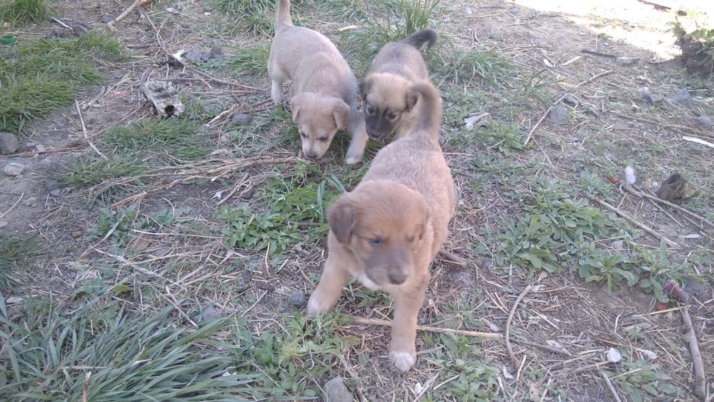 Отдам щенков дворняжки, остались девчонки
