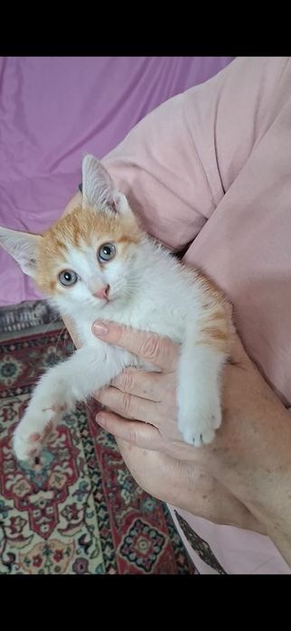 Котенок пацанчик Русик в добрые руки!