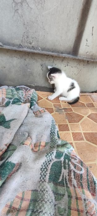 Отдам котят красивых