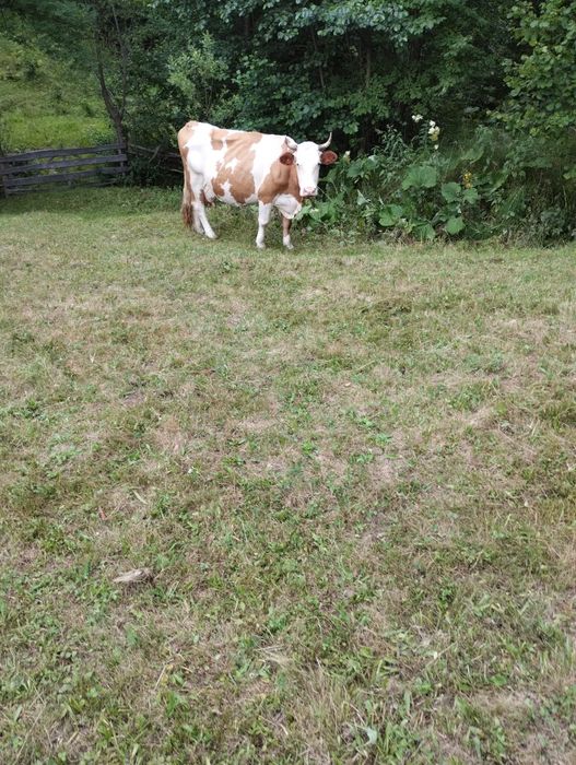 Vând vaca cu vitea bălțată romaneasca