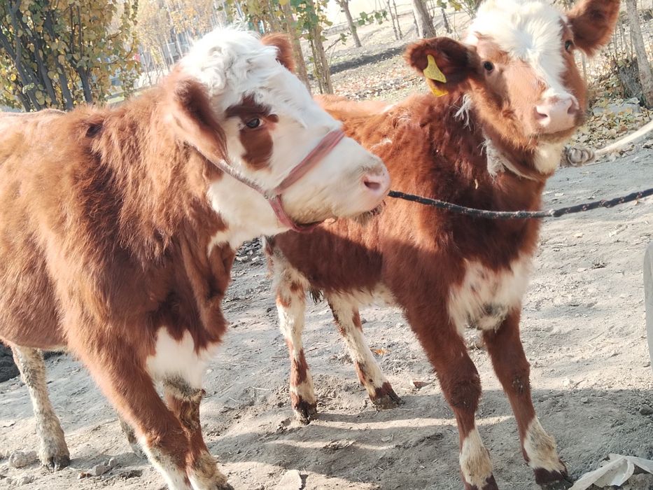 Ona bola grenford sigir