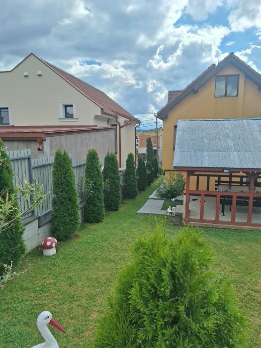 Vând tuia Smaragd 230-250 cm pentru toamnă