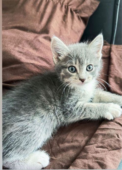 Котенок  девочка серая