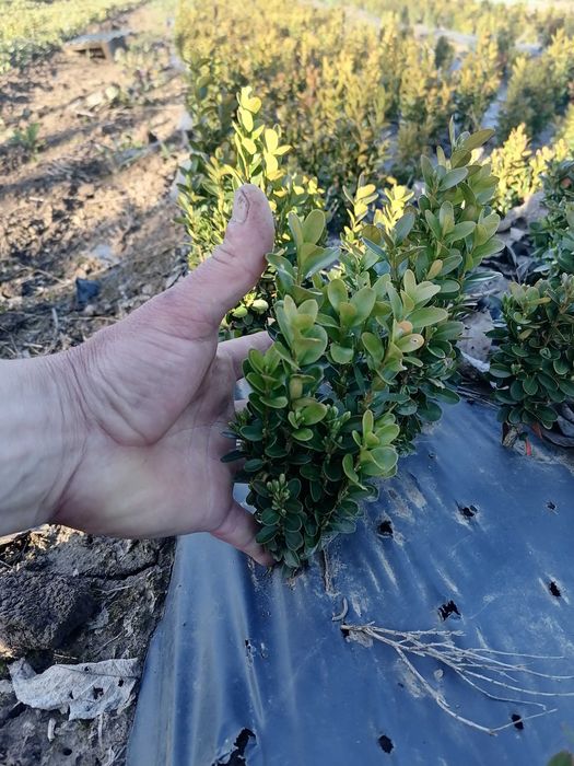 Чемшир за озеленяване