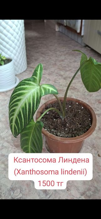 Комнатные цветы недорого