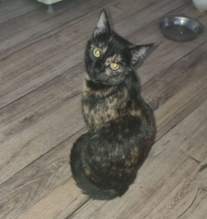 Стерилизованая кошечка 10 мес