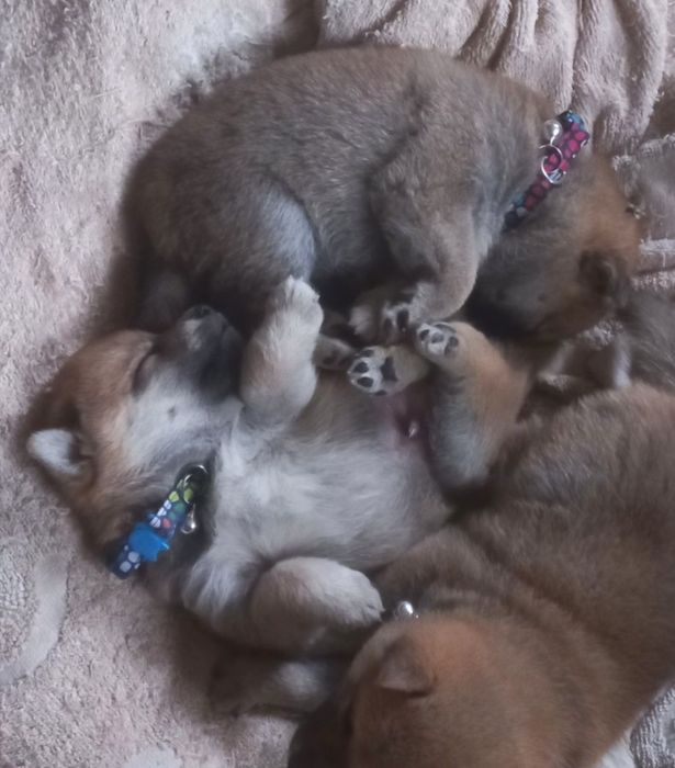 Готовятся к продаже сиба ину