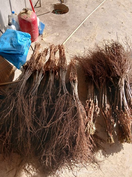 Producator si vand butasi vita de vie