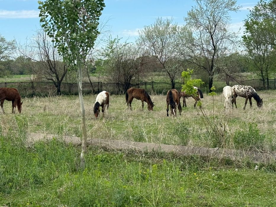 Ургашы тайлар сатылады 12 бас