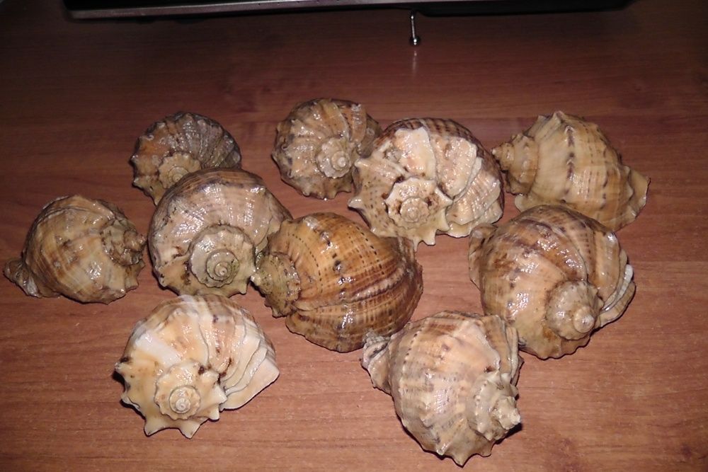 Продам морские ракушки