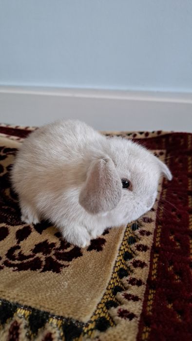 Кролик декративный