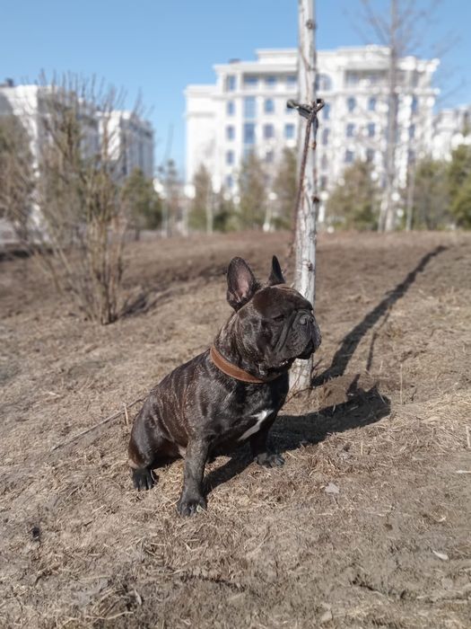 Вязка с французским бульдогом