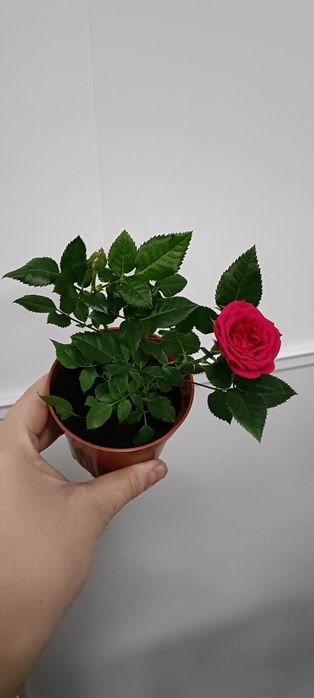 Роза в горшочке:1800 тенге