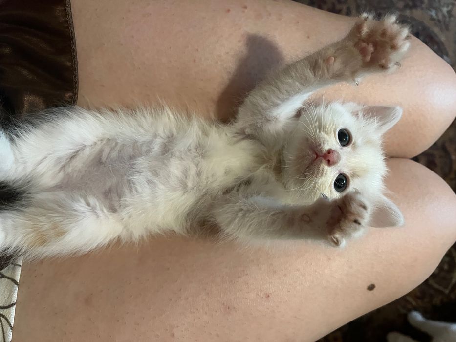 Отдам котят даром