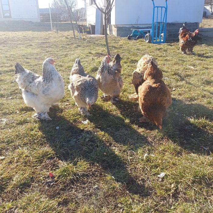 Brahma Pui,  Oua  cu precomanda