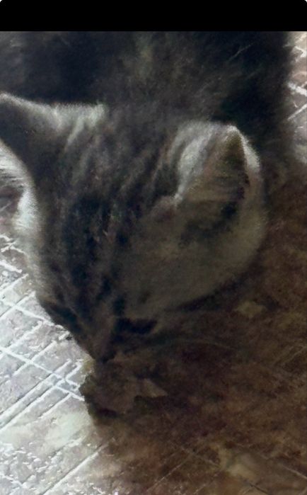 Котенок шотландский