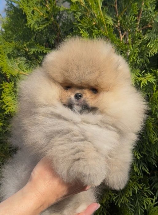 Померанский шпиц