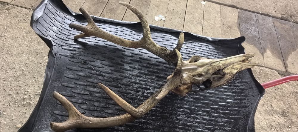 Еленски рога с главата
