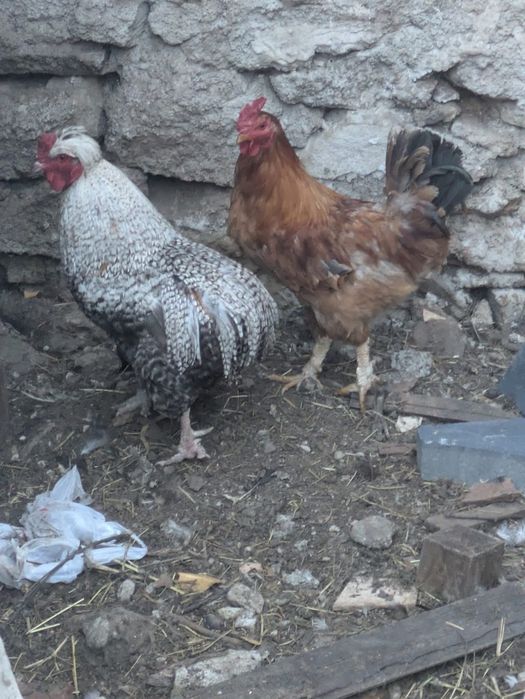 De vanzare porumbei si  cocosi