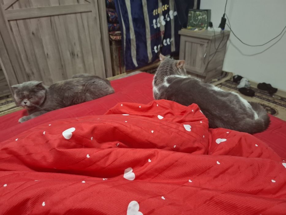 Мушукчалар сотилади охиридаги расм ота онасиники онаси фолд