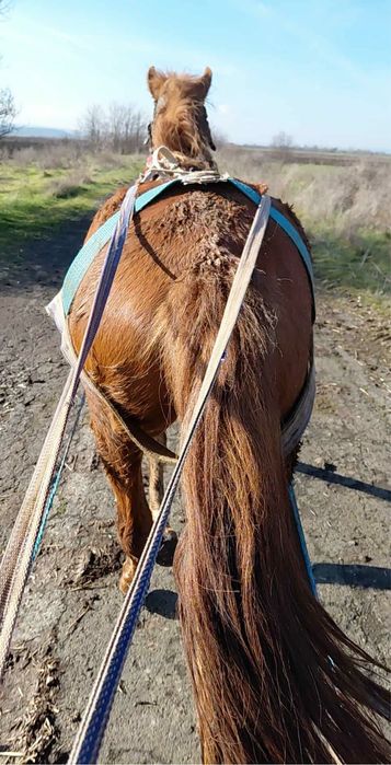 Продавам женско конче