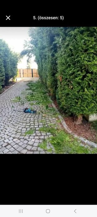 Toaletare Pomii Pomii