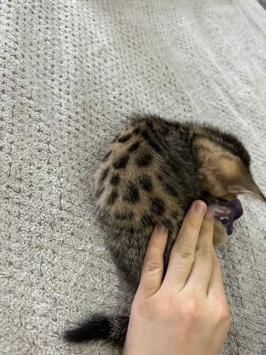 Бенгальский котёнок