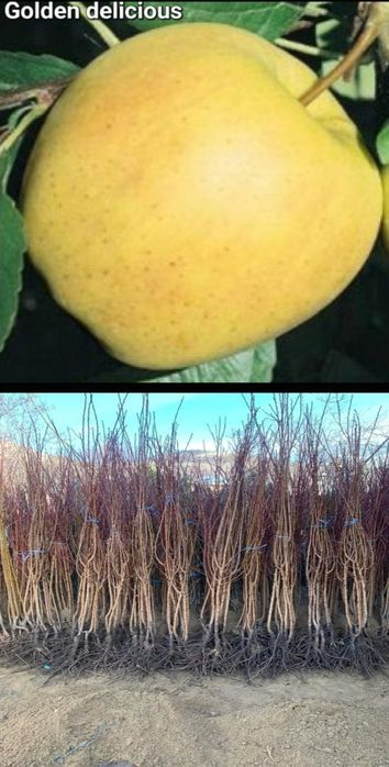 Ciresi-pomi fructiferi