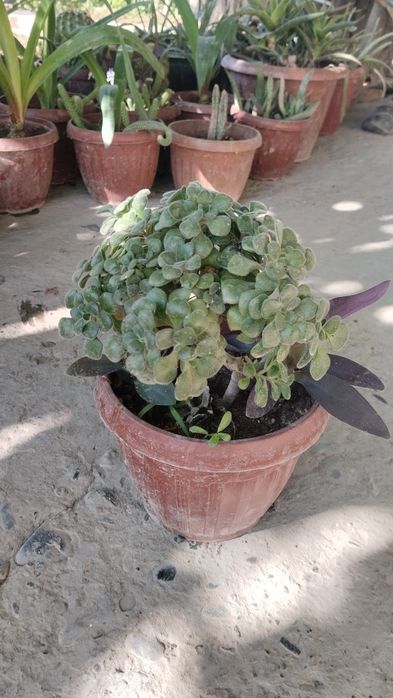 Xxona gullari tayyor tuvakkga utqazilgan