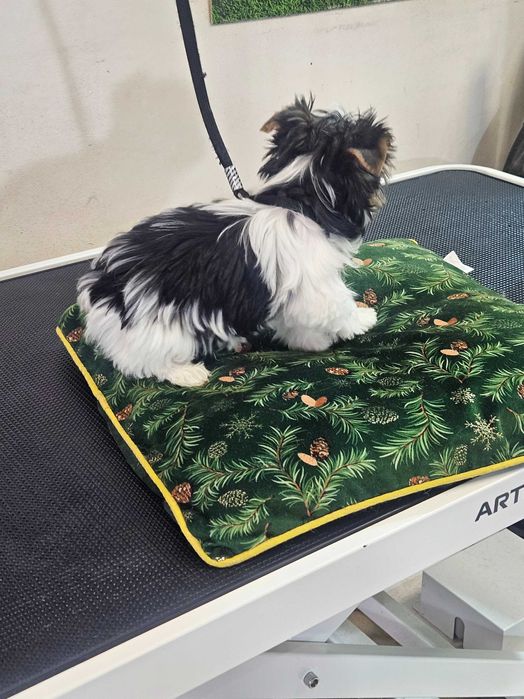 Йоркширски териер-бивер