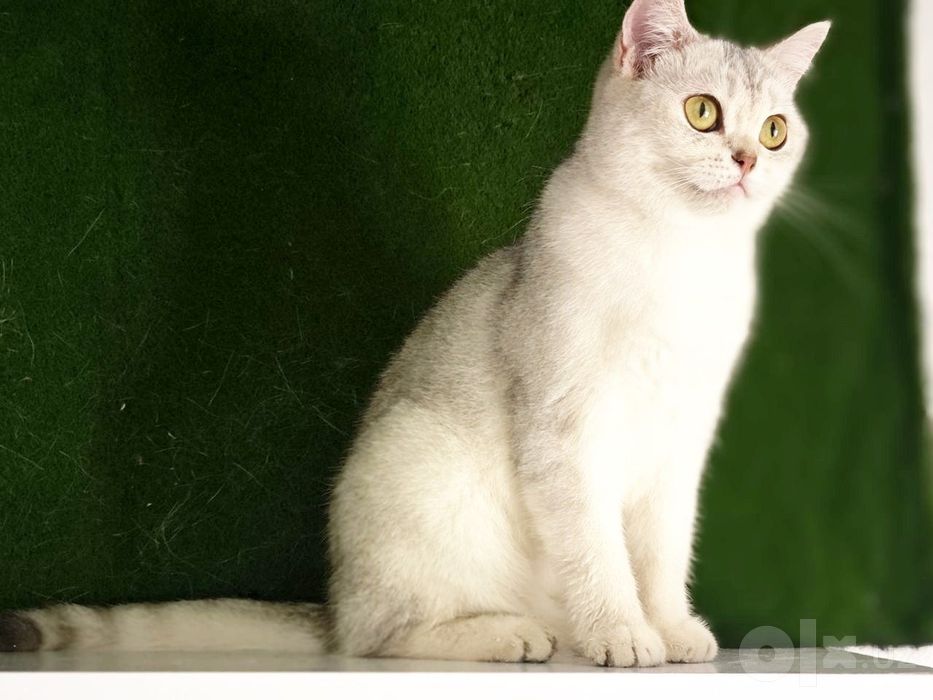Serebrity shinshilla qiz