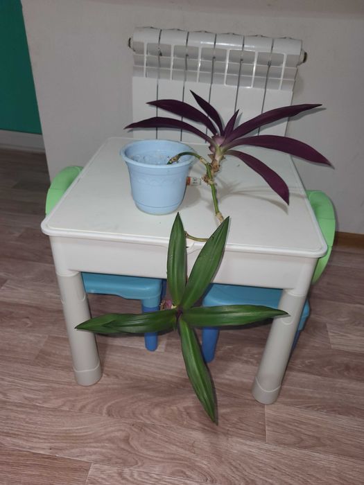 Комнатные растения