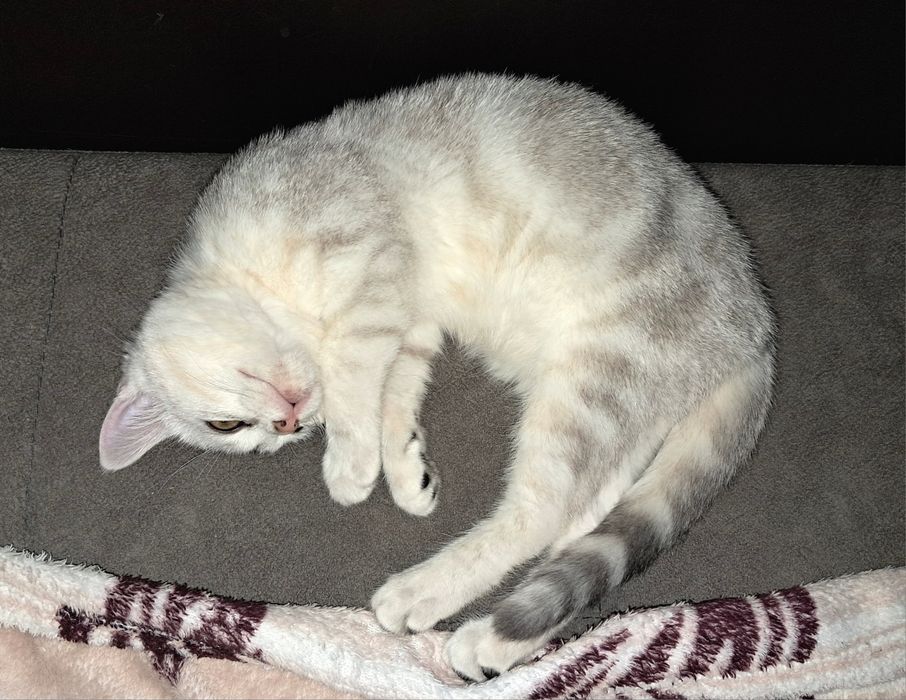 Шотландский котёнок. Мальчик