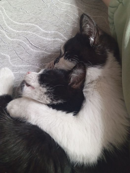 Котята отдам а добрые руки