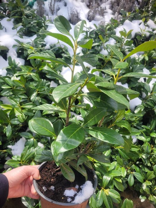 Laur englezesc ±40 cm - foarte ramificat, la ghiveci