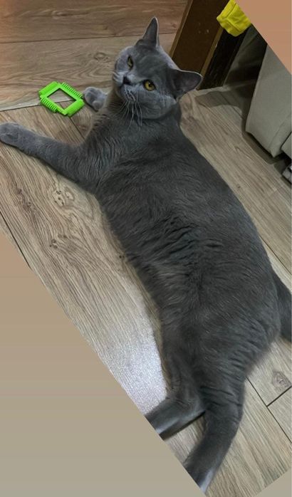 Британскии котята