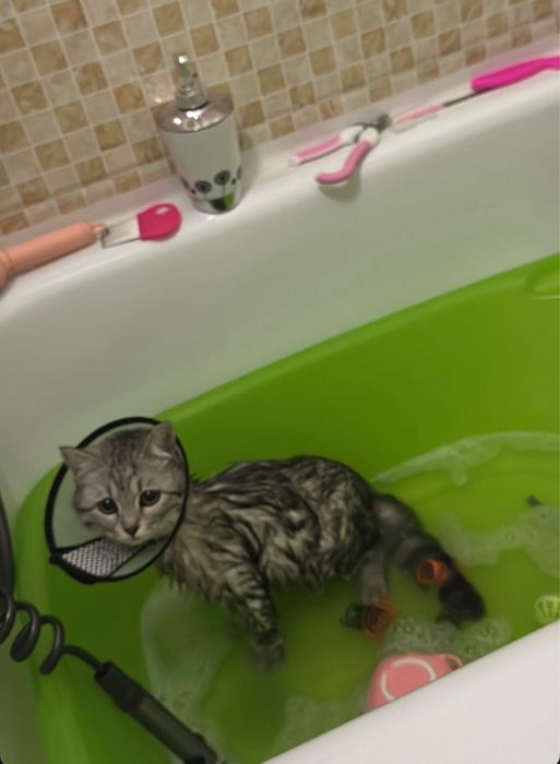 Бүкіл дүниясымен берем,қыз мысық