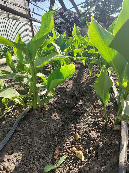 Гүл, Цветы Канн..