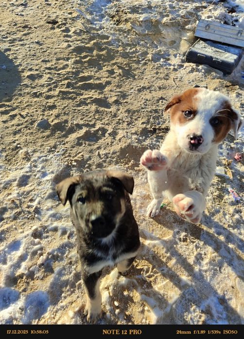 Еркек күшіктер сатылады