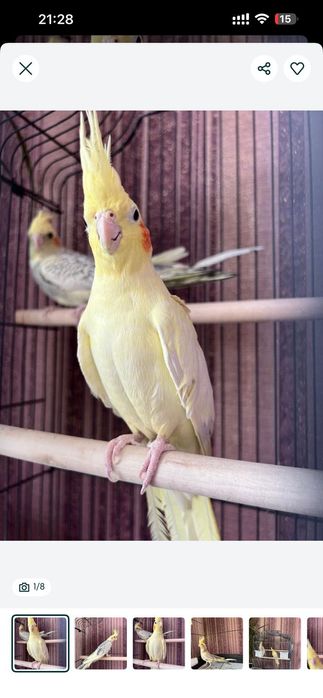 Попугаи и клетка вместе