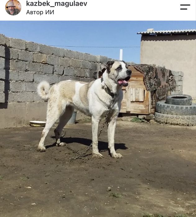 Алабай ит сатылады