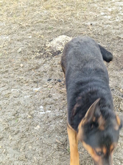 Donez ciobanesc german in neamt.